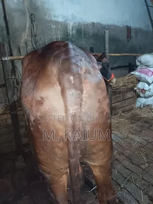 Cow for Sale