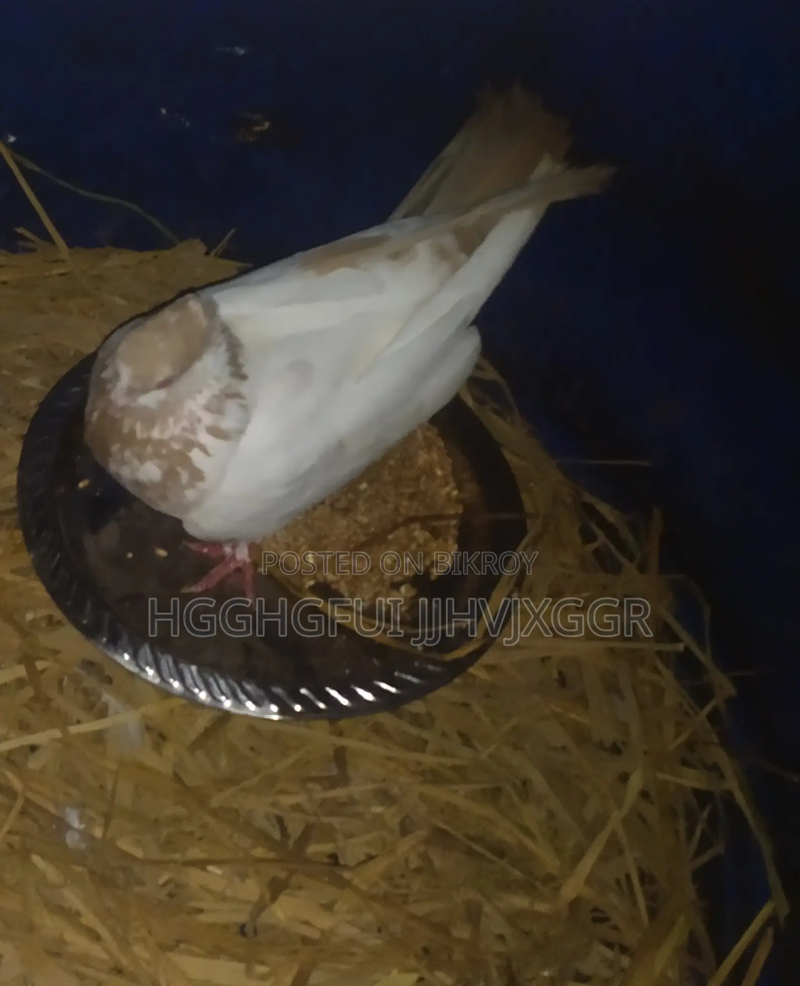 গিরিবাজ পায়রার রানিং জোড়া