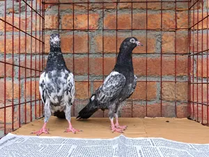 Teddy Good Breed Pigeon