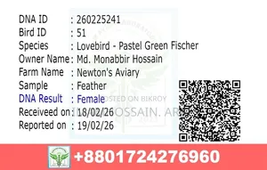 একজোড়া ইয়োলো ফিশার লাভ বার্ড বিক্রি করা হবে