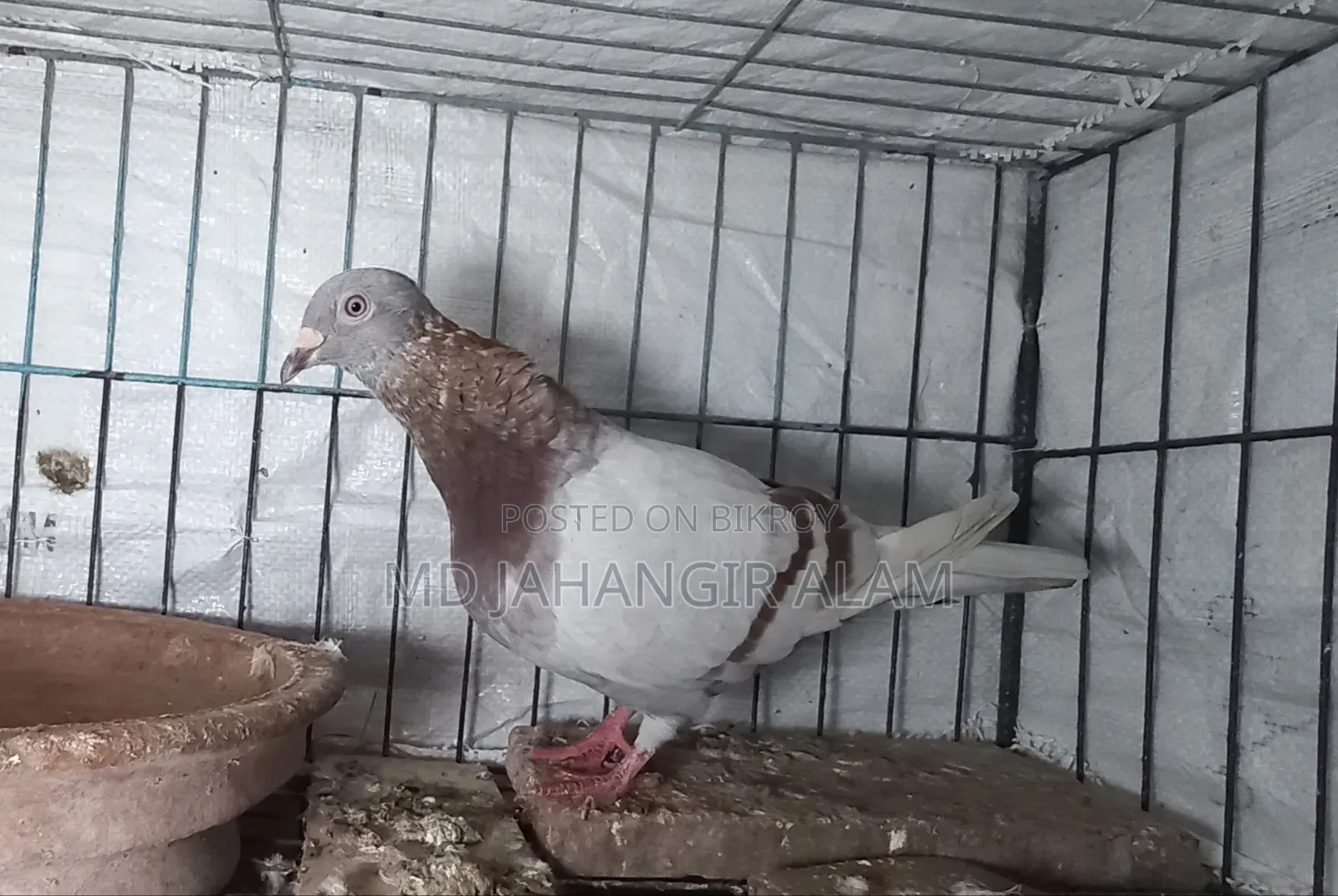 Racer Mealy Racing Female Pigeon