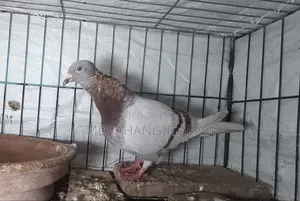 Racer Mealy Racing Female Pigeon