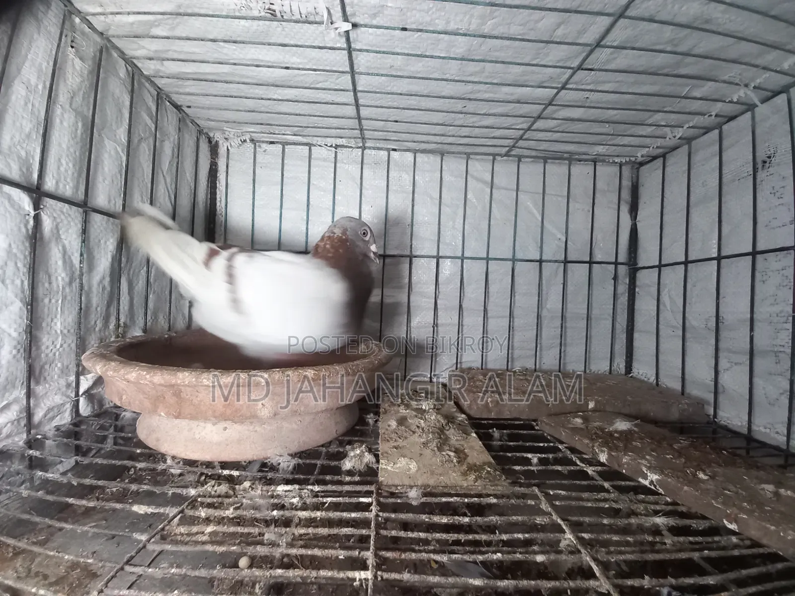 Racer Mealy Racing Female Pigeon