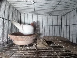 Racer Mealy Racing Female Pigeon