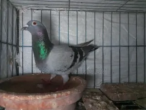 Racer Running Sobji Female Pigeon.