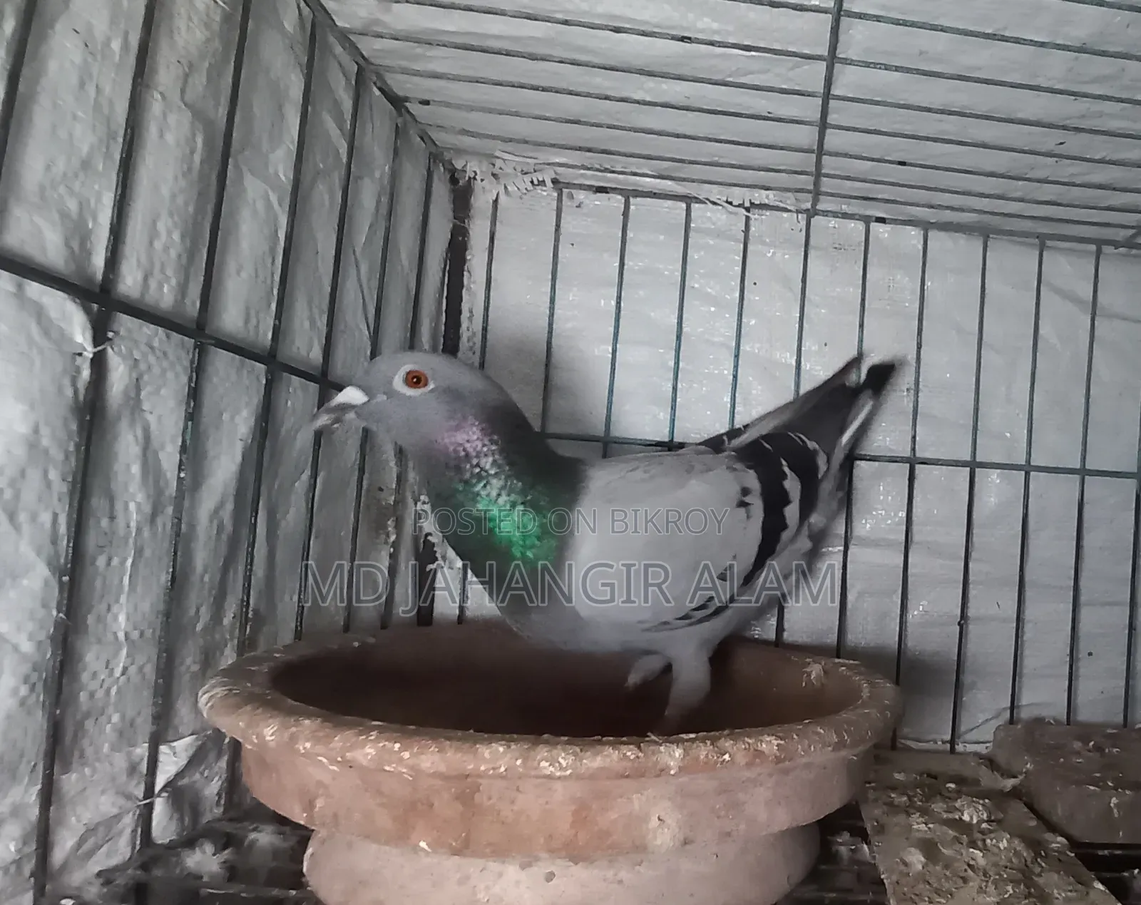 Racer Running Sobji Female Pigeon.