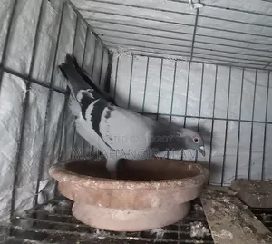 Racer Running Sobji Female Pigeon.