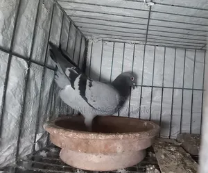 Racer Running Sobji Female Pigeon.
