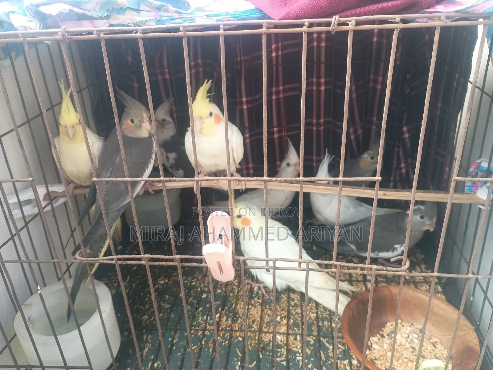9 Cockatiel Bird for Sale