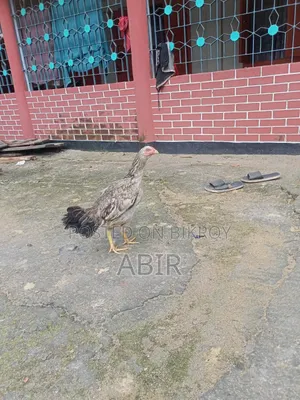 Aseel Chicken