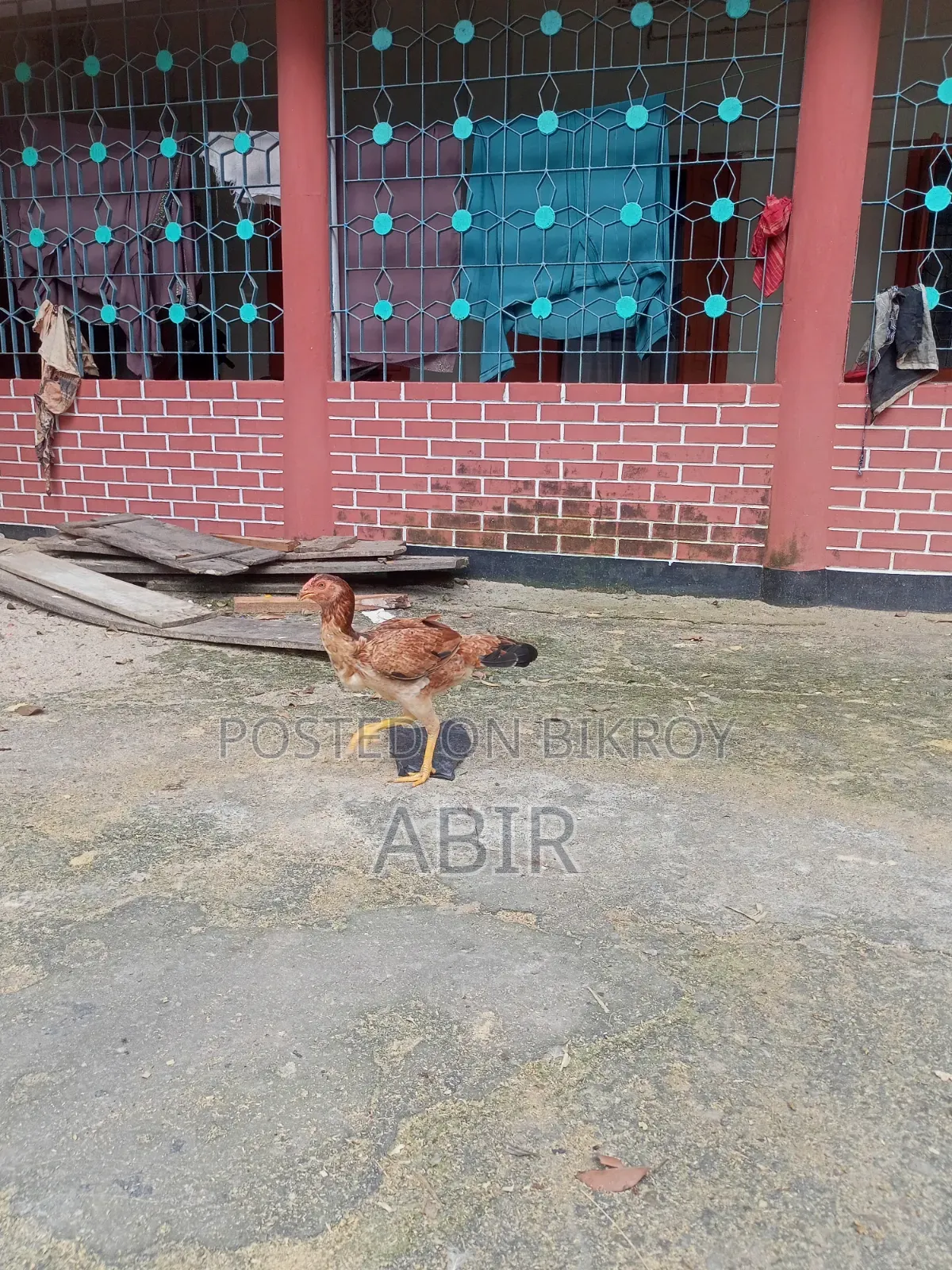 Aseel Chicken