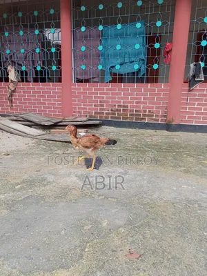 Aseel Chicken