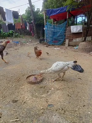 Aseel Chicken