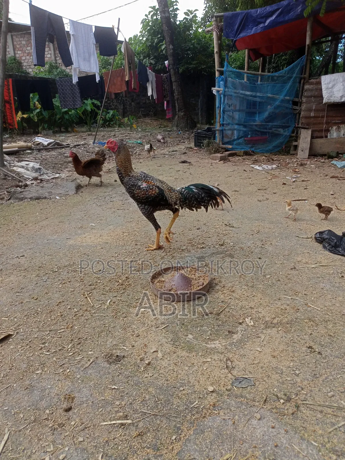 Aseel Chicken