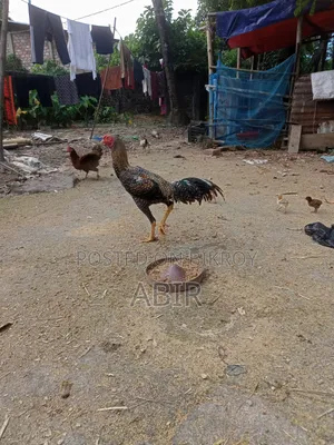 Aseel Chicken