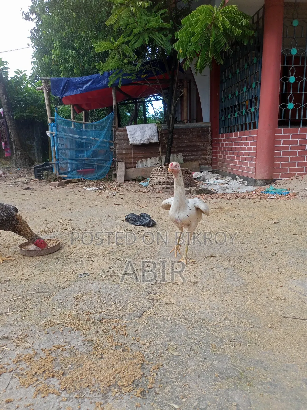 Aseel Chicken