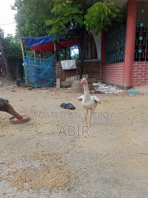 Aseel Chicken