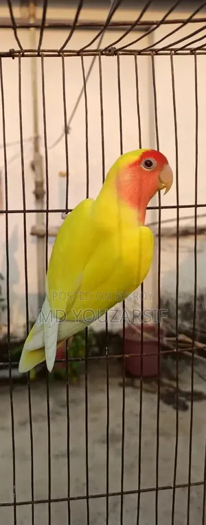 রানিং মেল বিক্রি হবে