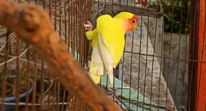 রানিং মেল বিক্রি হবে