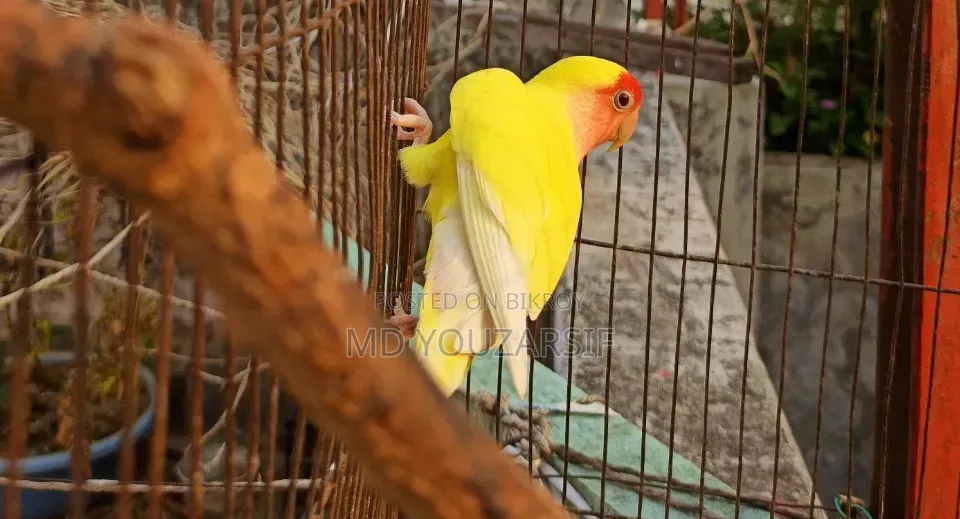রানিং মেল বিক্রি হবে