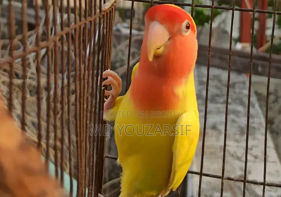 রানিং মেল বিক্রি হবে