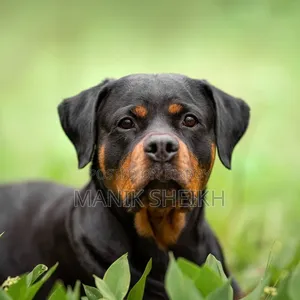 6-12 months Female Purebred Rottweiler
