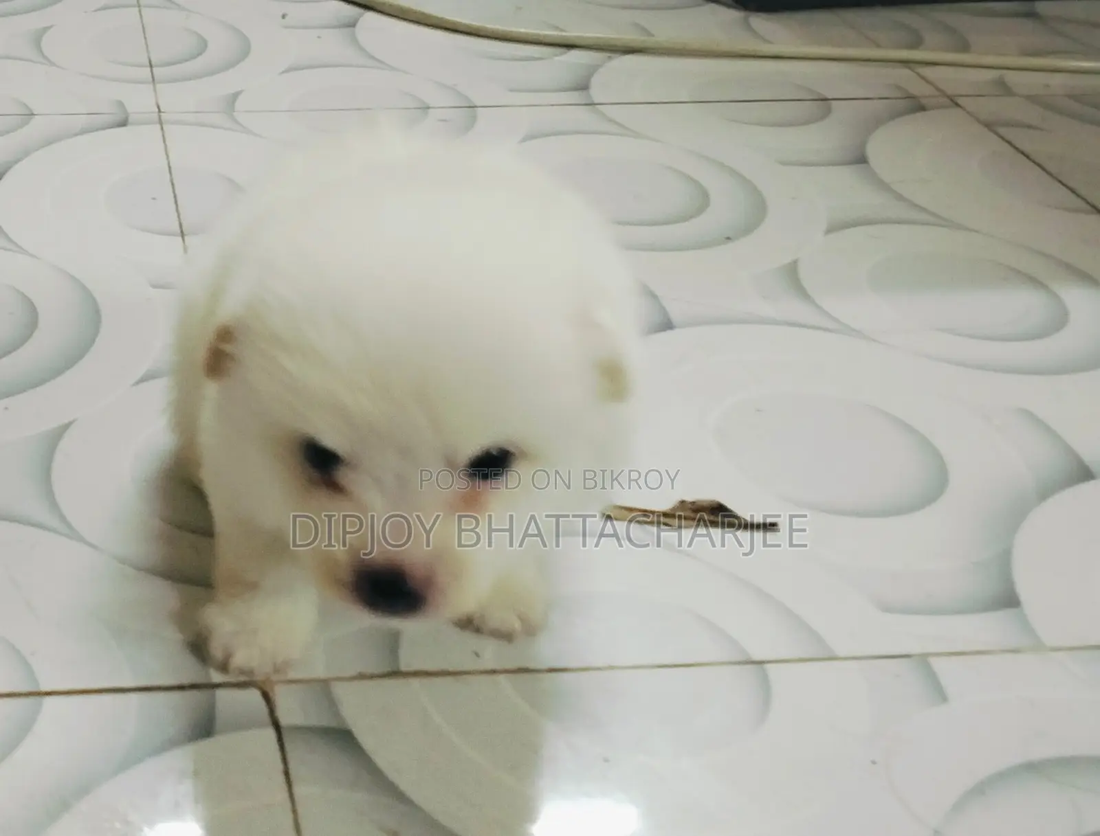 1-3 months Male Purebred Lhasa Apso