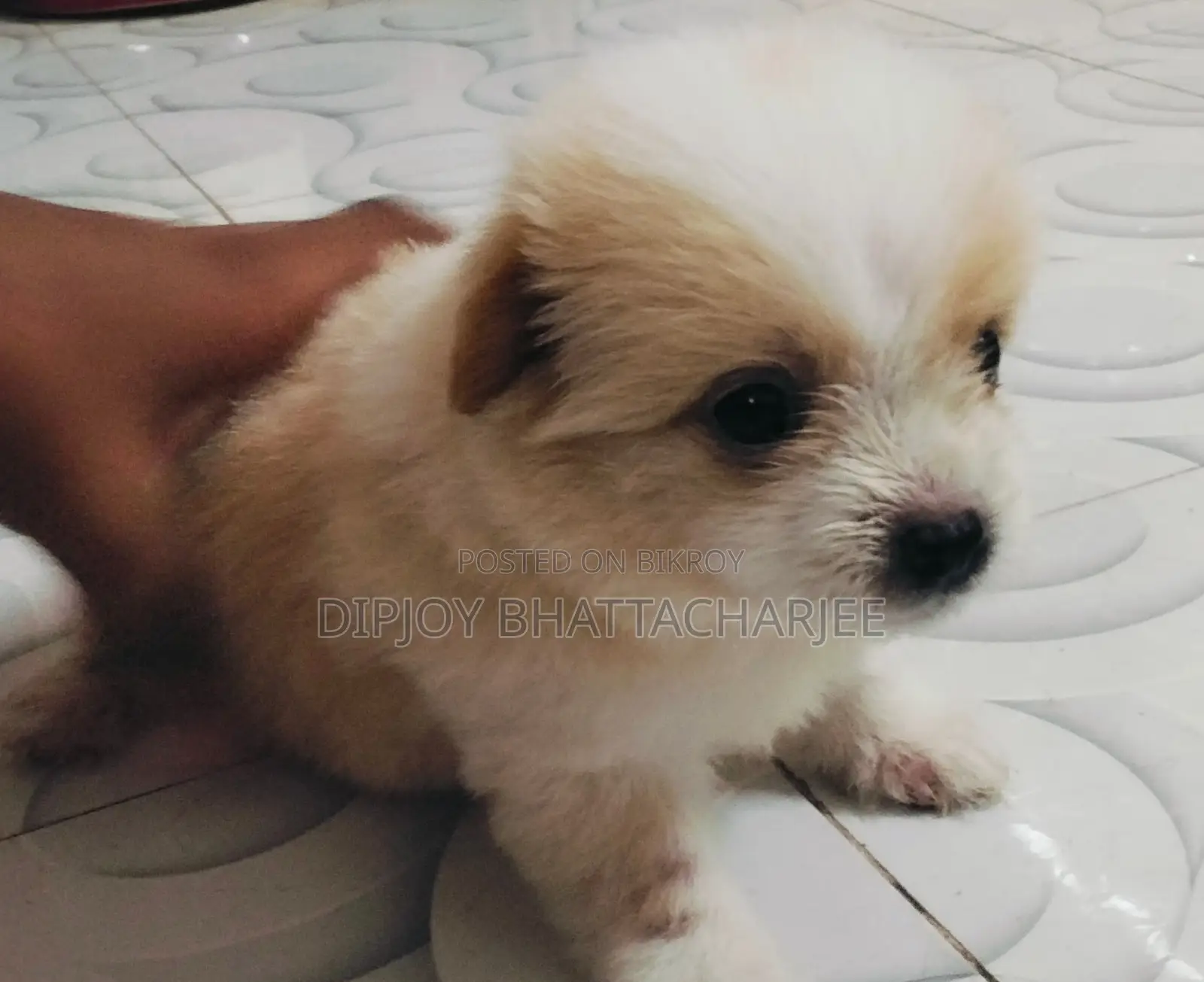 1-3 months Male Purebred Lhasa Apso