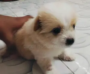 1-3 months Male Purebred Lhasa Apso