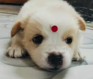 1-3 months Male Purebred Lhasa Apso