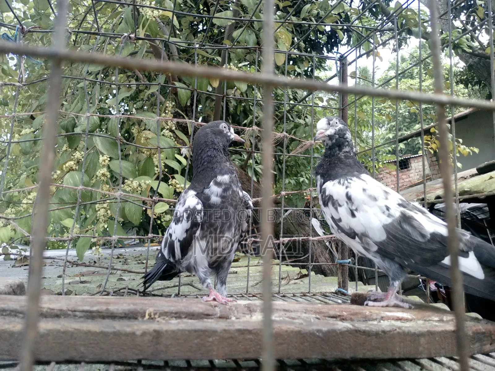ওমানি টেডি