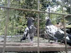ওমানি টেডি