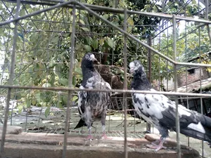 ওমানি টেডি