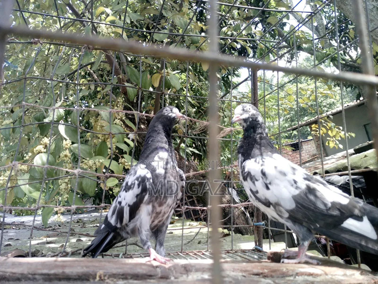 ওমানি টেডি