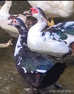Pair of Muscovy Ducks