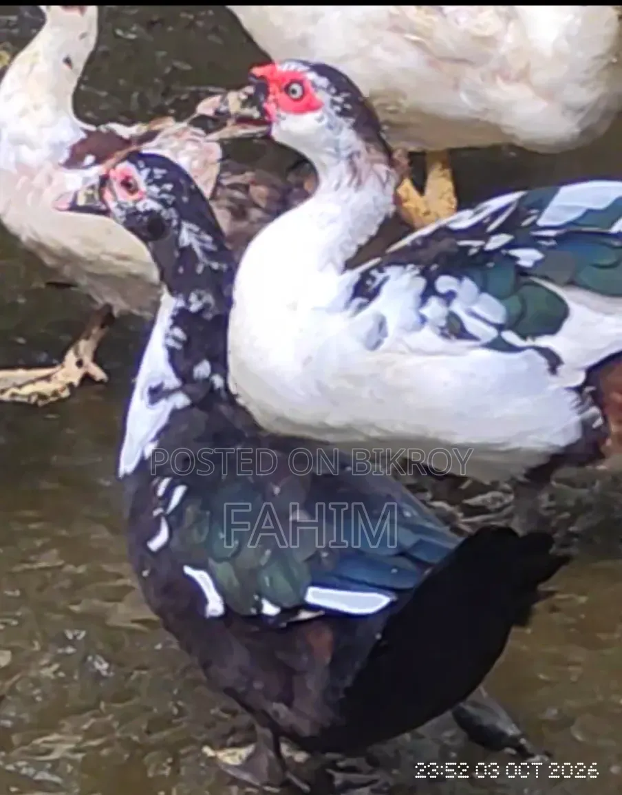 Pair of Muscovy Ducks