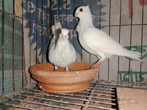 স্ট্রবেরি সাউথ আফ্রিকা আউল বেবি