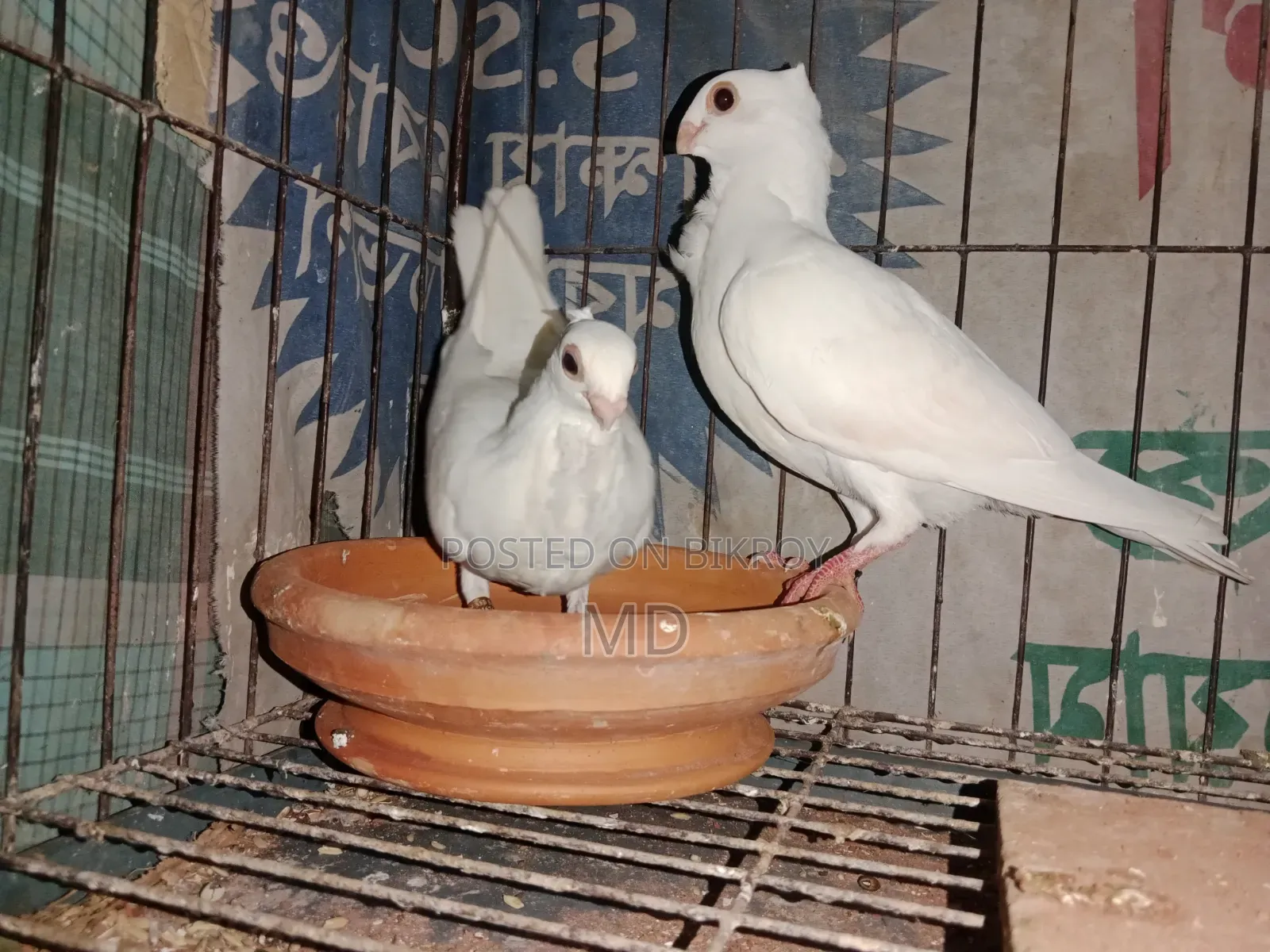 স্ট্রবেরি সাউথ আফ্রিকা আউল বেবি