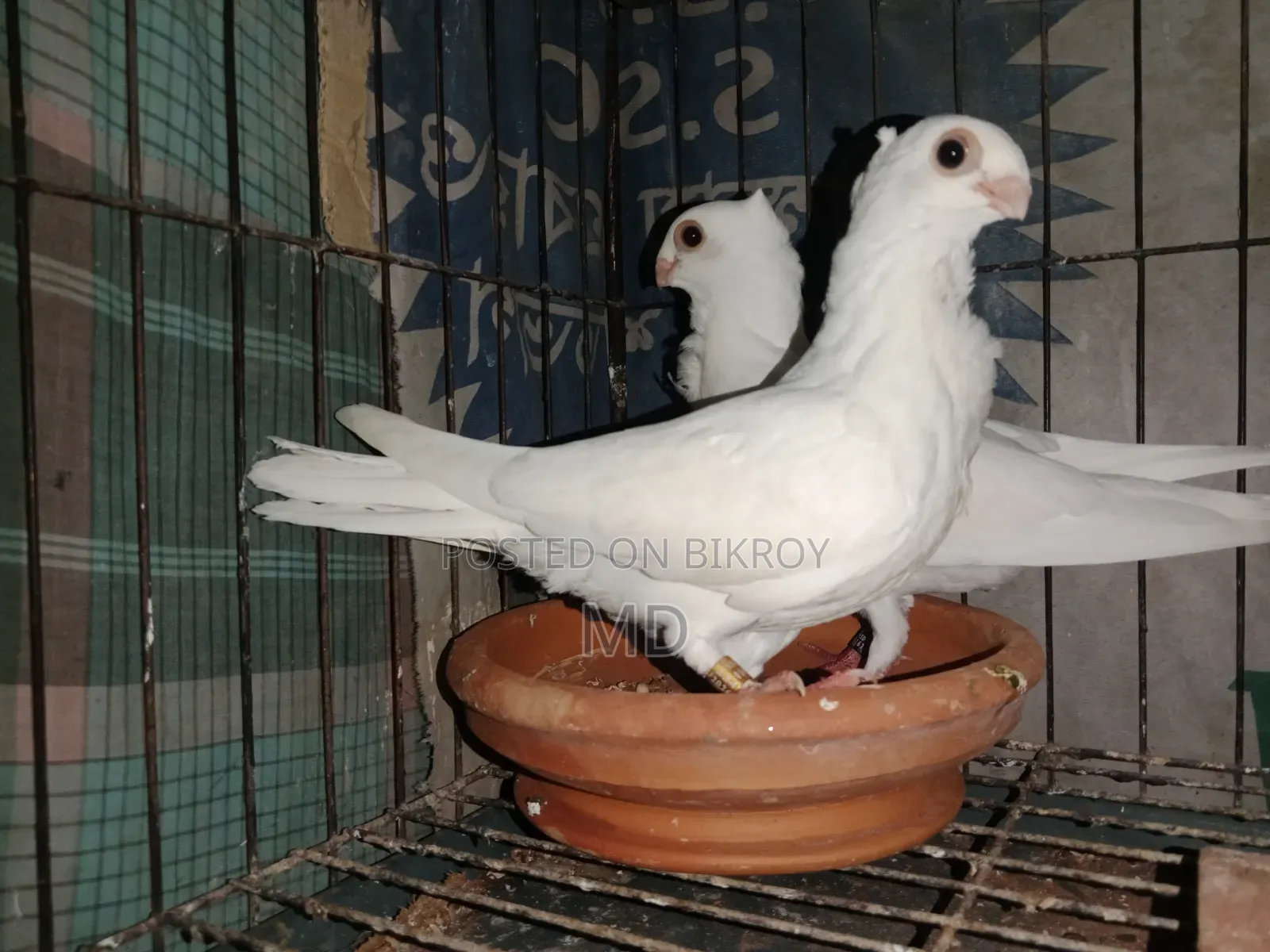 স্ট্রবেরি সাউথ আফ্রিকা আউল বেবি