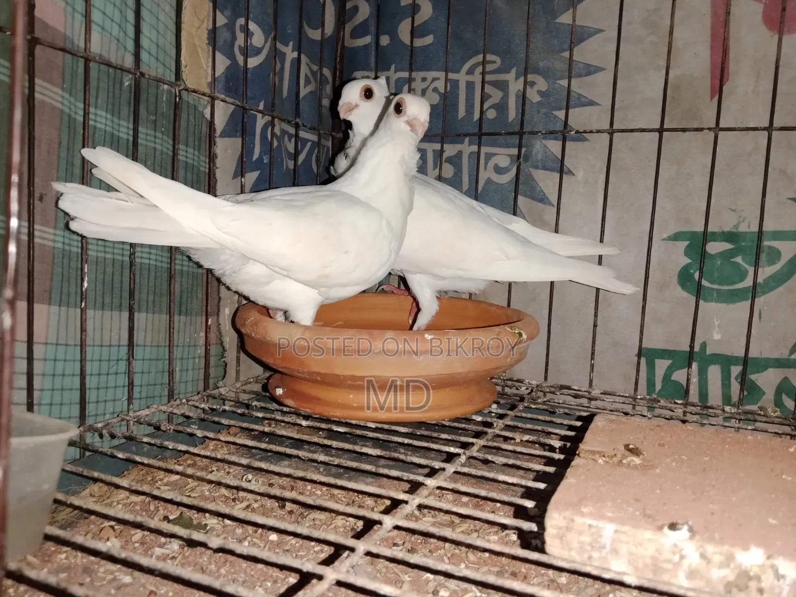 স্ট্রবেরি সাউথ আফ্রিকা আউল বেবি