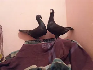 ড্যানিশ, চীন। বিউটি চৌধুরী আউল