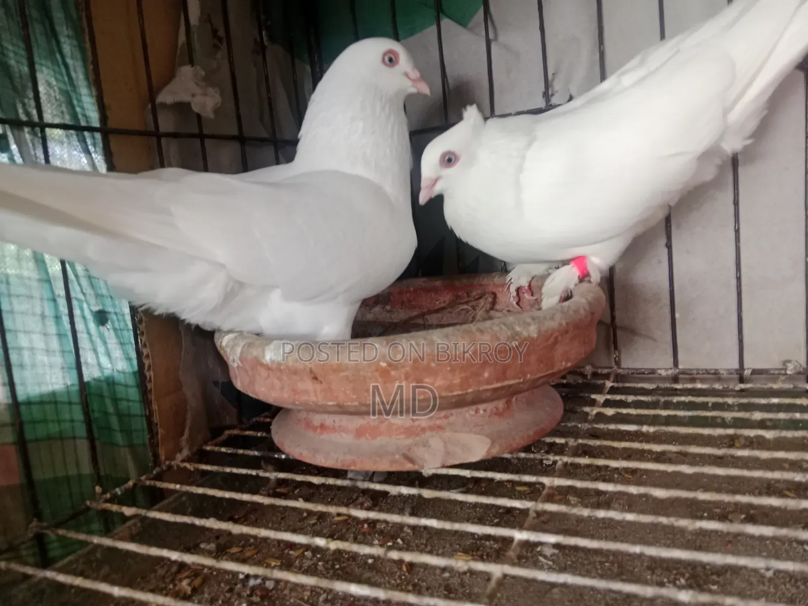 White Choina Chidal Runing Pair