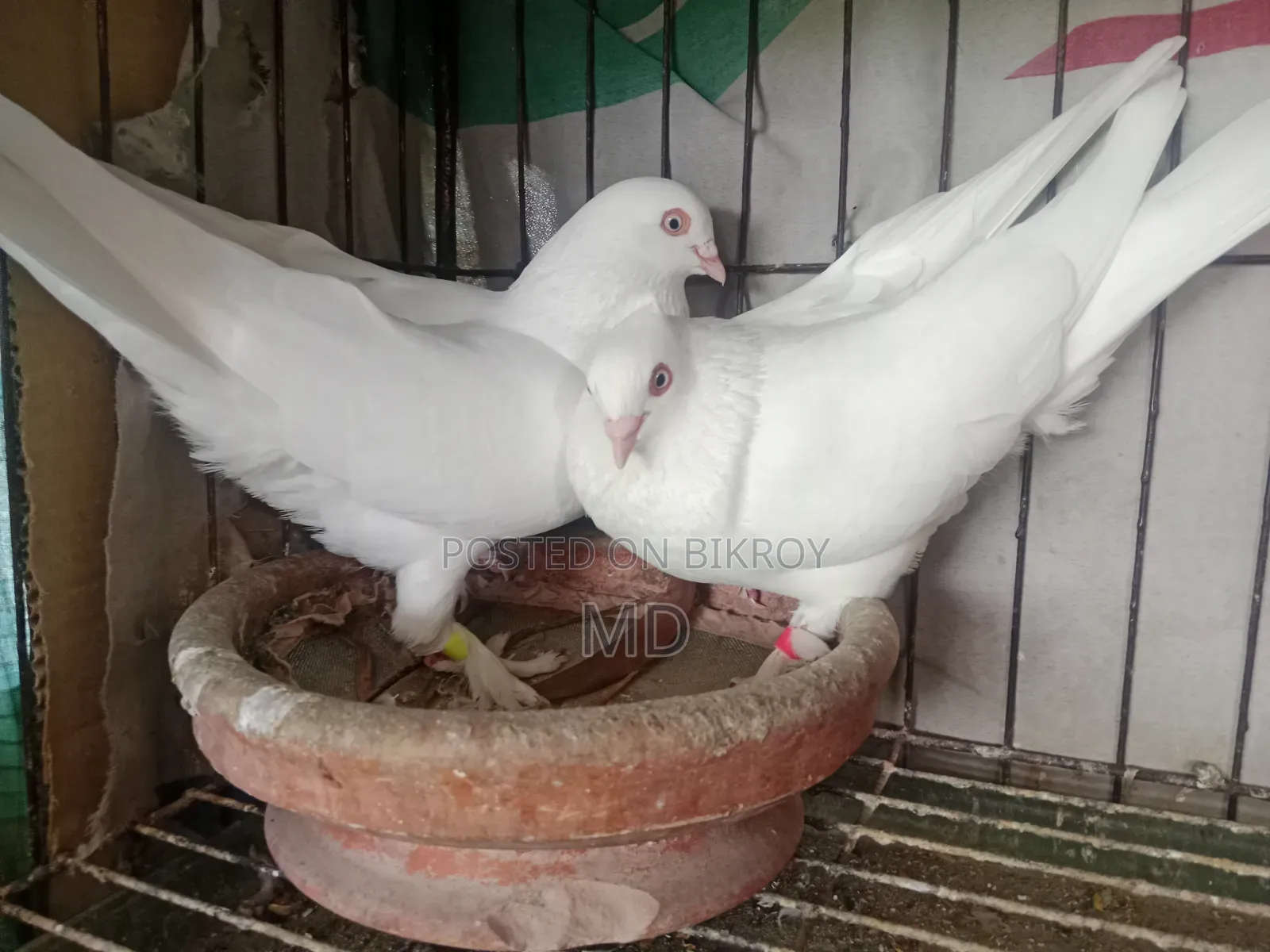 White Choina Chidal Runing Pair