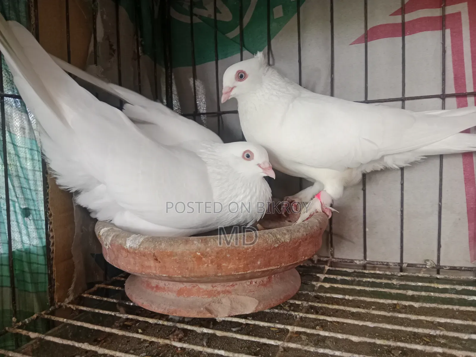 White Choina Chidal Runing Pair
