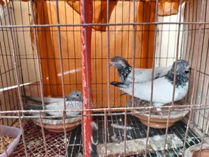 গৃহবাজ ভালো জাতের বাচ্ছা সহ দিব বাজিগার পাখির সাথে এক্সচেঞ্জ করা জাবে