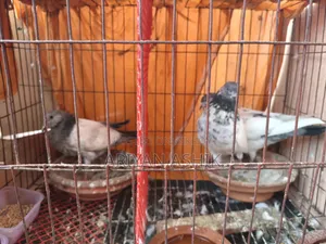 গৃহবাজ ভালো জাতের বাচ্ছা সহ দিব বাজিগার পাখির সাথে এক্সচেঞ্জ করা জাবে