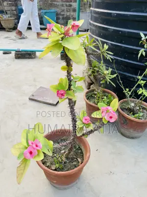বিভিন্ন ধরণের গাছপালা