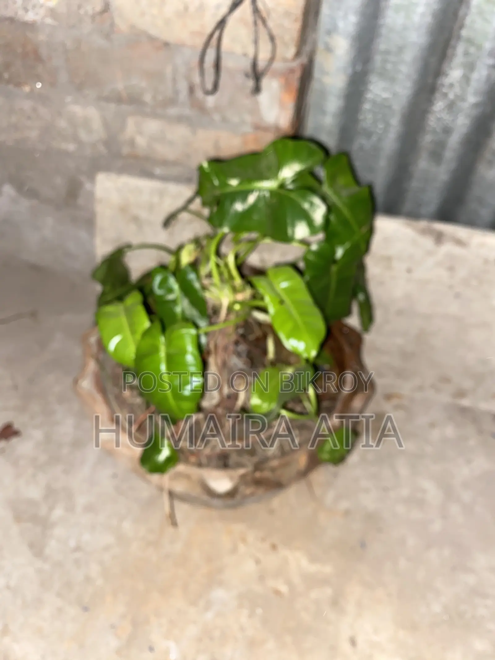 বিভিন্ন ধরণের গাছপালা