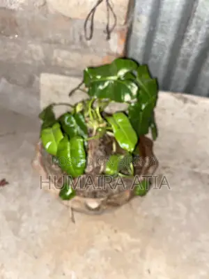 বিভিন্ন ধরণের গাছপালা