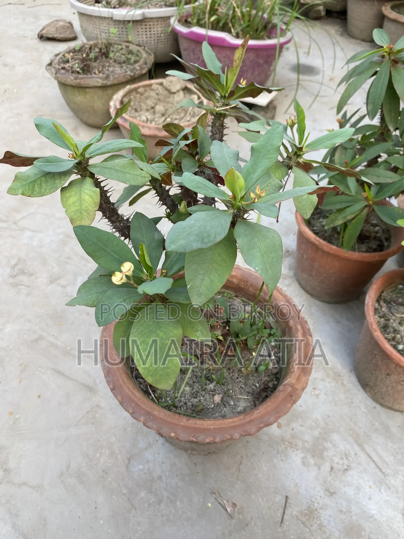 বিভিন্ন ধরণের গাছপালা